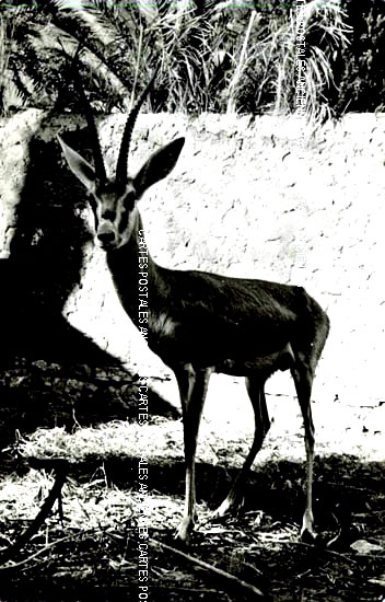 Cartes postales anciennes > CARTES POSTALES > carte postale ancienne > cartes-postales-ancienne.com Animaux