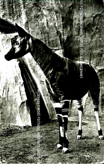 Cartes postales anciennes > CARTES POSTALES > carte postale ancienne > cartes-postales-ancienne.com Animaux