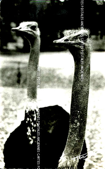 Cartes postales anciennes > CARTES POSTALES > carte postale ancienne > cartes-postales-ancienne.com Animaux