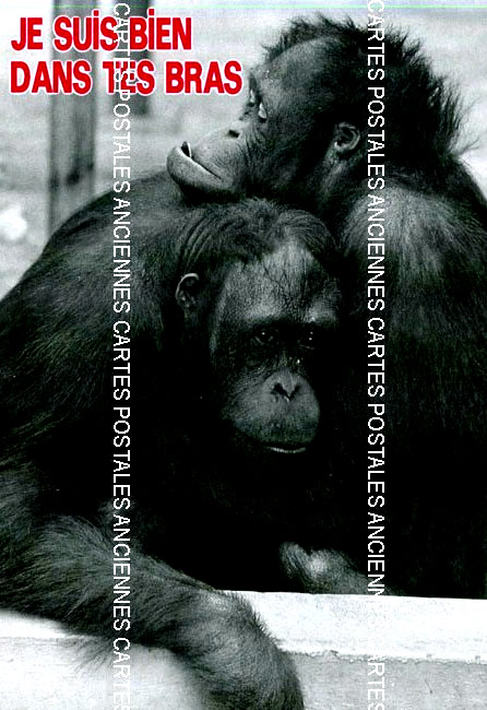 Cartes postales anciennes > CARTES POSTALES > carte postale ancienne > cartes-postales-ancienne.com Animaux
