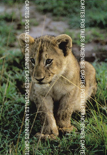 Cartes postales anciennes > CARTES POSTALES > carte postale ancienne > cartes-postales-ancienne.com Animaux