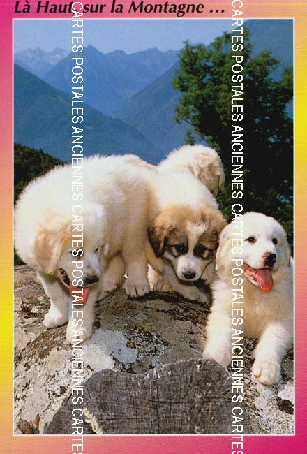 Cartes postales anciennes > CARTES POSTALES > carte postale ancienne > cartes-postales-ancienne.com Animaux
