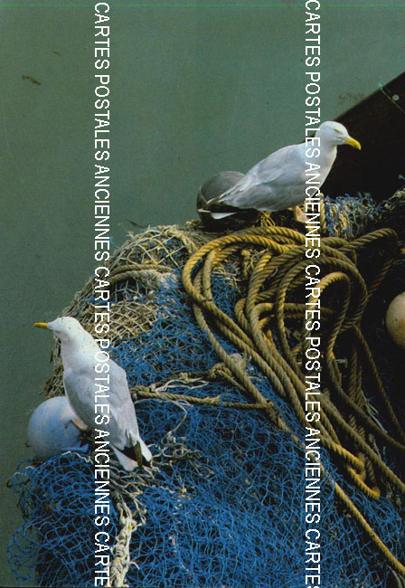 Cartes postales anciennes > CARTES POSTALES > carte postale ancienne > cartes-postales-ancienne.com Animaux