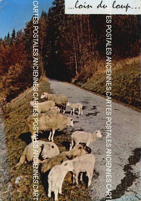Cartes postales anciennes > CARTES POSTALES > carte postale ancienne > cartes-postales-ancienne.com Animaux
