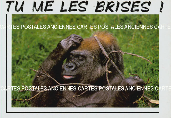 Cartes postales anciennes > CARTES POSTALES > carte postale ancienne > cartes-postales-ancienne.com Animaux