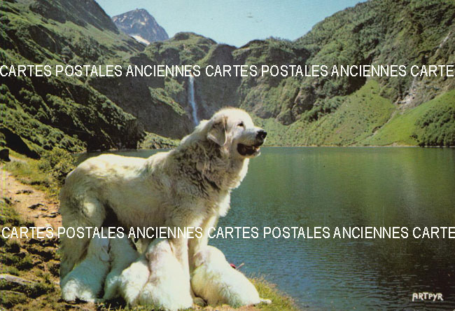 Cartes postales anciennes > CARTES POSTALES > carte postale ancienne > cartes-postales-ancienne.com Animaux