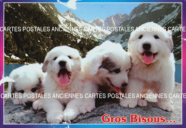 Cartes postales anciennes > CARTES POSTALES > carte postale ancienne > cartes-postales-ancienne.com Animaux