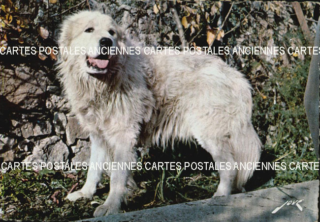 Cartes postales anciennes > CARTES POSTALES > carte postale ancienne > cartes-postales-ancienne.com Animaux