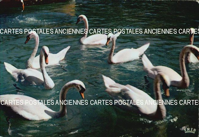 Cartes postales anciennes > CARTES POSTALES > carte postale ancienne > cartes-postales-ancienne.com Animaux Canard cygne autruche cigogne