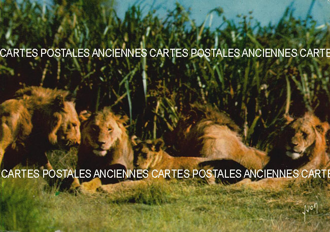 Cartes postales anciennes > CARTES POSTALES > carte postale ancienne > cartes-postales-ancienne.com Animaux