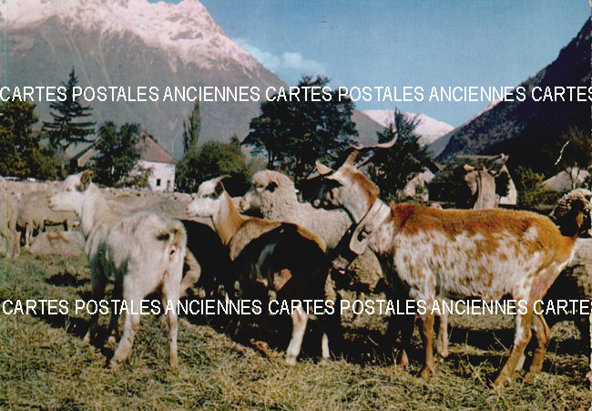 Cartes postales anciennes > CARTES POSTALES > carte postale ancienne > cartes-postales-ancienne.com Animaux