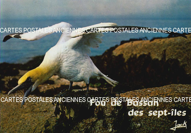 Cartes postales anciennes > CARTES POSTALES > carte postale ancienne > cartes-postales-ancienne.com Animaux Canard cygne autruche cigogne