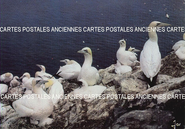 Cartes postales anciennes > CARTES POSTALES > carte postale ancienne > cartes-postales-ancienne.com Animaux Canard cygne autruche cigogne
