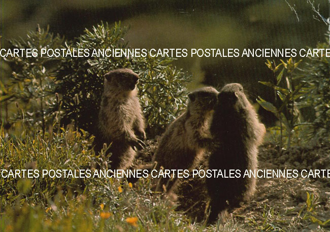 Cartes postales anciennes > CARTES POSTALES > carte postale ancienne > cartes-postales-ancienne.com Animaux