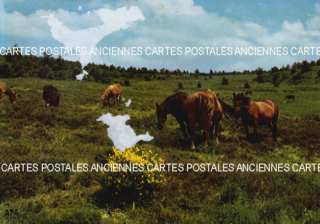 Cartes postales anciennes > CARTES POSTALES > carte postale ancienne > cartes-postales-ancienne.com Animaux