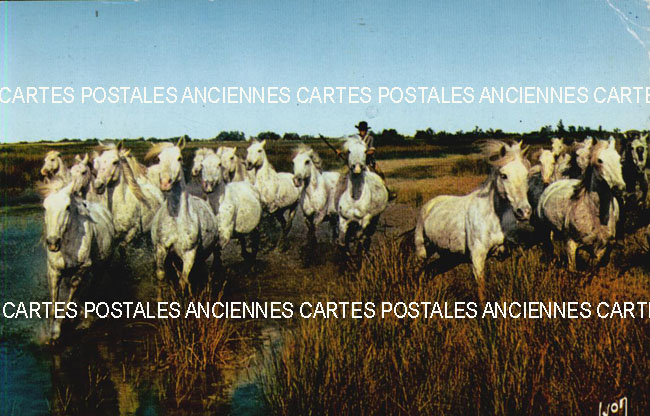Cartes postales anciennes > CARTES POSTALES > carte postale ancienne > cartes-postales-ancienne.com Animaux