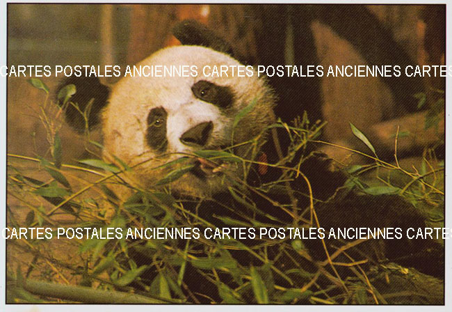 Cartes postales anciennes > CARTES POSTALES > carte postale ancienne > cartes-postales-ancienne.com Animaux