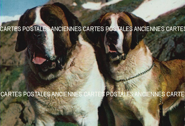 Cartes postales anciennes > CARTES POSTALES > carte postale ancienne > cartes-postales-ancienne.com Animaux