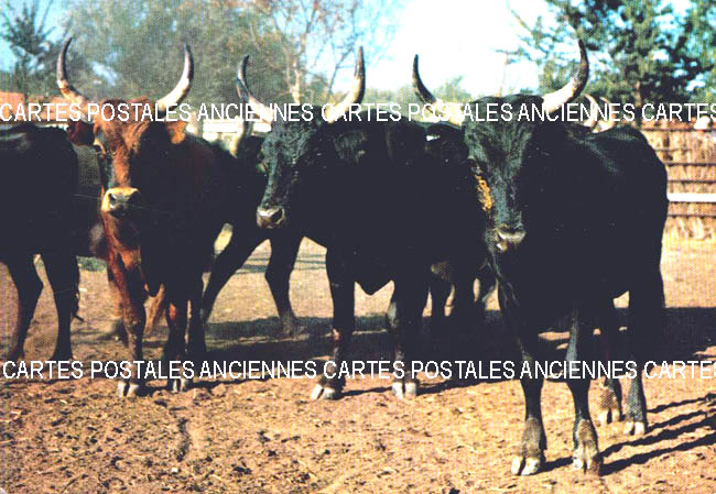 Cartes postales anciennes > CARTES POSTALES > carte postale ancienne > cartes-postales-ancienne.com Animaux