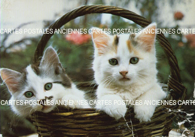 Cartes postales anciennes > CARTES POSTALES > carte postale ancienne > cartes-postales-ancienne.com Animaux