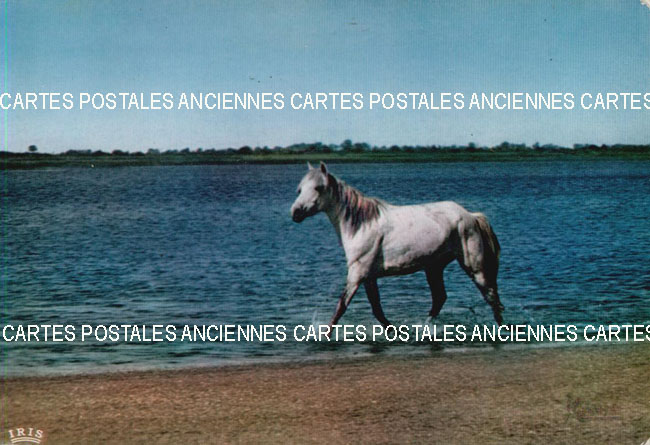 Cartes postales anciennes > CARTES POSTALES > carte postale ancienne > cartes-postales-ancienne.com Animaux