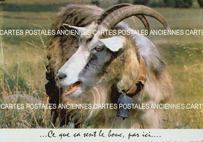 Cartes postales anciennes > CARTES POSTALES > carte postale ancienne > cartes-postales-ancienne.com Animaux