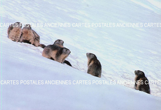 Cartes postales anciennes > CARTES POSTALES > carte postale ancienne > cartes-postales-ancienne.com Animaux