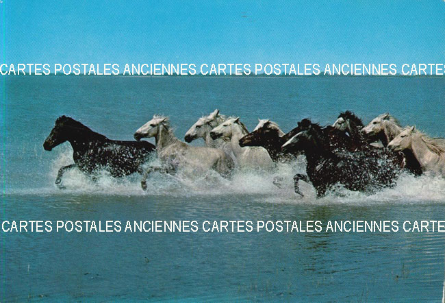 Cartes postales anciennes > CARTES POSTALES > carte postale ancienne > cartes-postales-ancienne.com Animaux