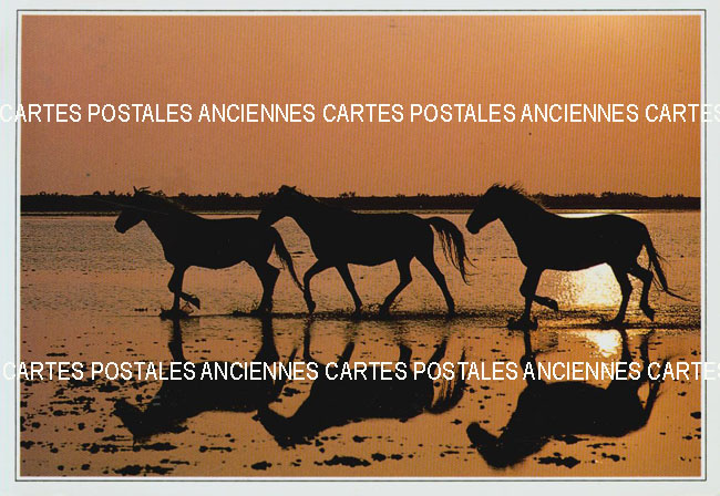 Cartes postales anciennes > CARTES POSTALES > carte postale ancienne > cartes-postales-ancienne.com Animaux