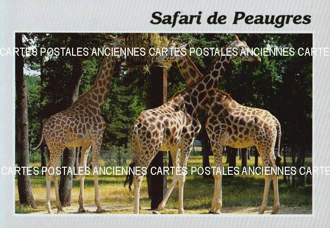 Cartes postales anciennes > CARTES POSTALES > carte postale ancienne > cartes-postales-ancienne.com Animaux