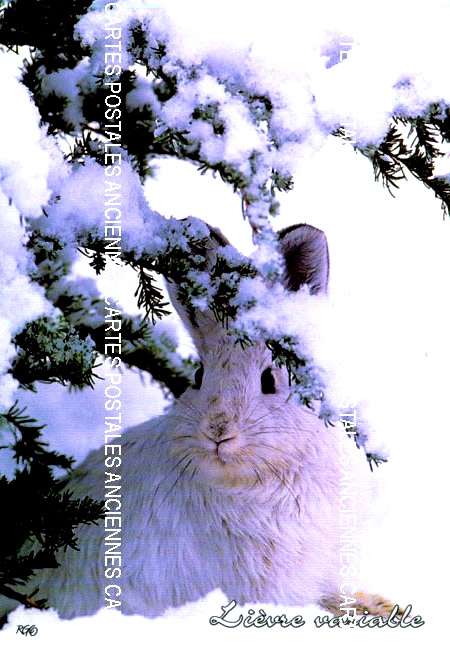 Cartes postales anciennes > CARTES POSTALES > carte postale ancienne > cartes-postales-ancienne.com Animaux