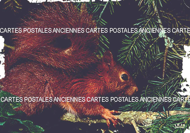 Cartes postales anciennes > CARTES POSTALES > carte postale ancienne > cartes-postales-ancienne.com Animaux