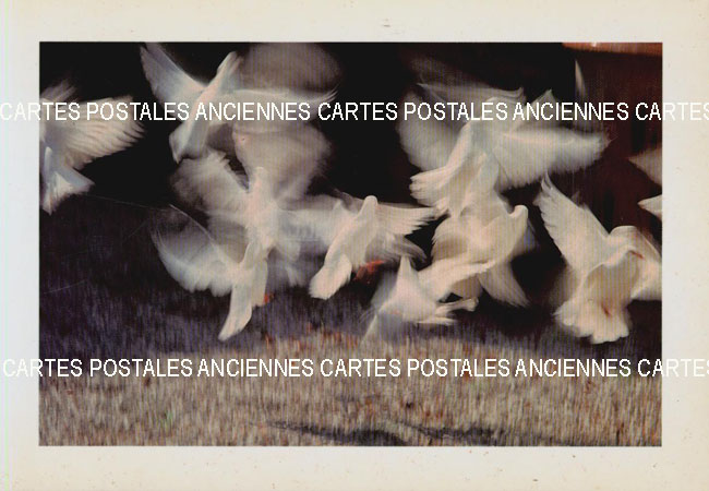 Cartes postales anciennes > CARTES POSTALES > carte postale ancienne > cartes-postales-ancienne.com Animaux