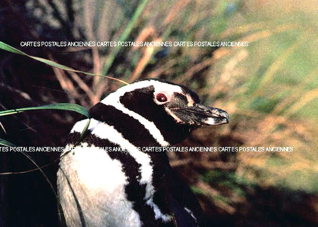 Cartes postales anciennes > CARTES POSTALES > carte postale ancienne > cartes-postales-ancienne.com Animaux