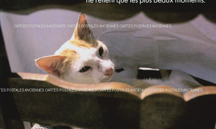 Cartes postales anciennes > CARTES POSTALES > carte postale ancienne > cartes-postales-ancienne.com Animaux