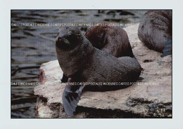 Cartes postales anciennes > CARTES POSTALES > carte postale ancienne > cartes-postales-ancienne.com Animaux