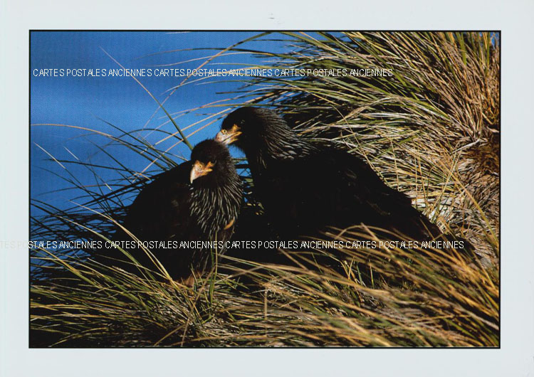 Cartes postales anciennes > CARTES POSTALES > carte postale ancienne > cartes-postales-ancienne.com Animaux