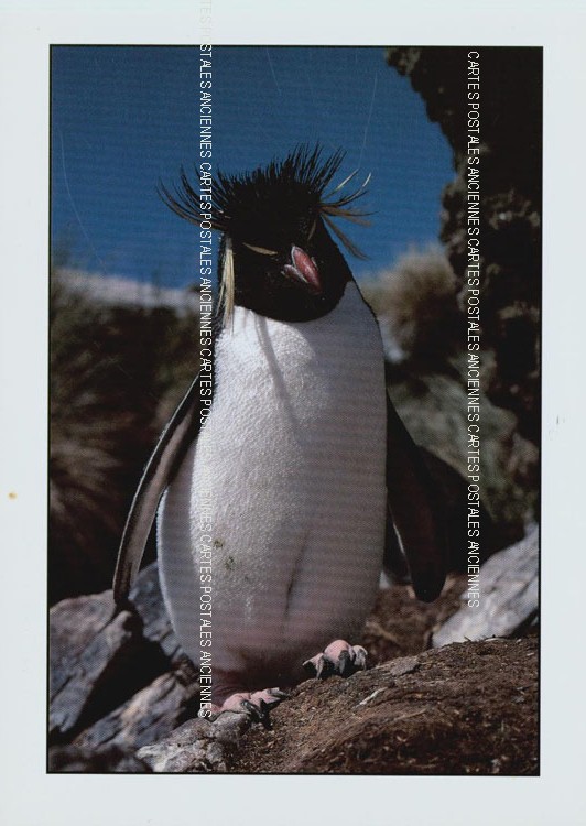 Cartes postales anciennes > CARTES POSTALES > carte postale ancienne > cartes-postales-ancienne.com Animaux