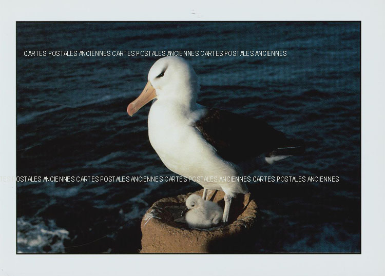 Cartes postales anciennes > CARTES POSTALES > carte postale ancienne > cartes-postales-ancienne.com Animaux