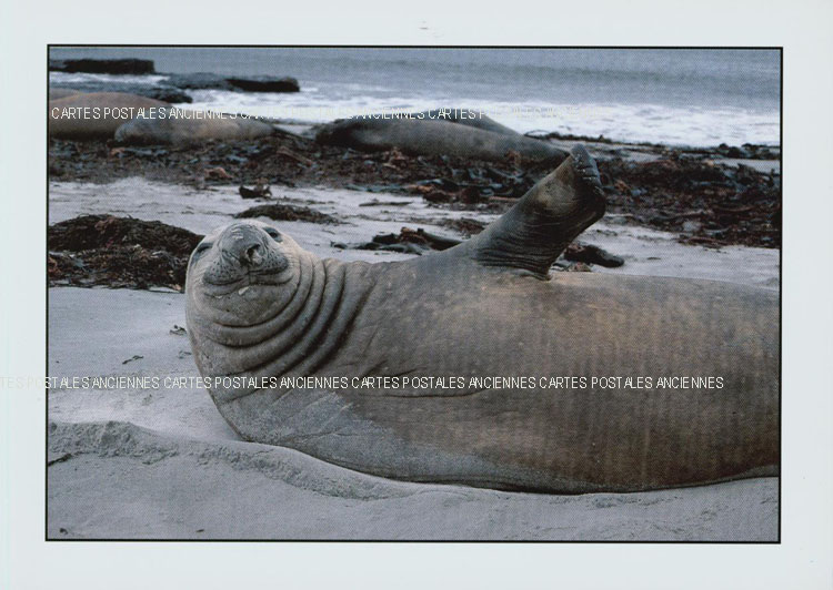 Cartes postales anciennes > CARTES POSTALES > carte postale ancienne > cartes-postales-ancienne.com Animaux