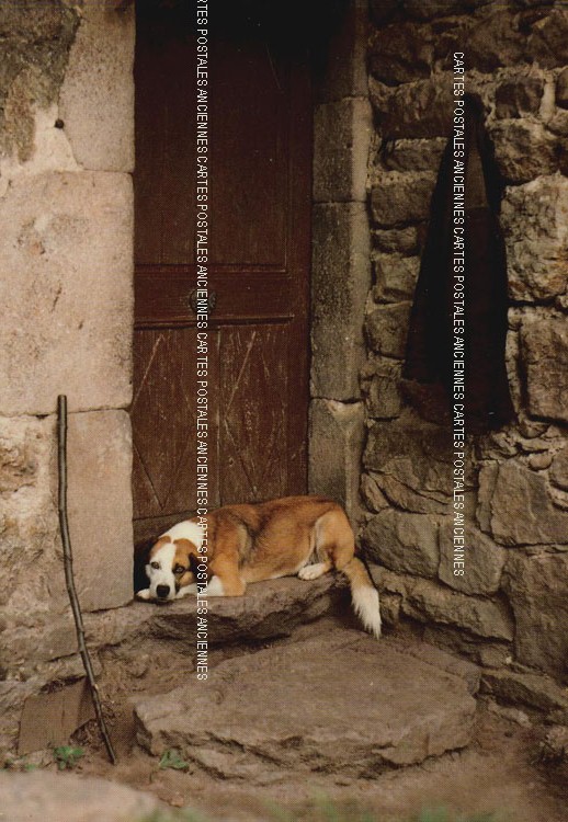 Cartes postales anciennes > CARTES POSTALES > carte postale ancienne > cartes-postales-ancienne.com Animaux