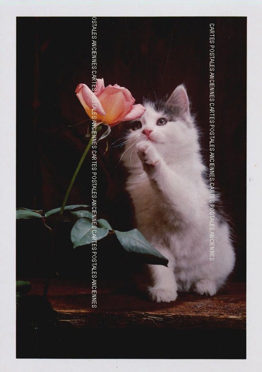 Cartes postales anciennes > CARTES POSTALES > carte postale ancienne > cartes-postales-ancienne.com Animaux