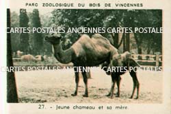 Cartes postales anciennes > CARTES POSTALES > carte postale ancienne > cartes-postales-ancienne.com Animaux