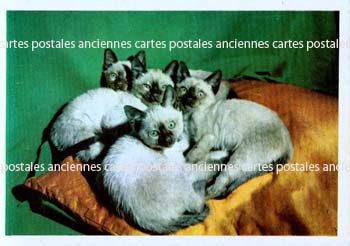 Cartes postales anciennes > CARTES POSTALES > carte postale ancienne > cartes-postales-ancienne.com Animaux