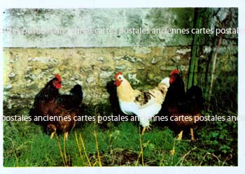 Cartes postales anciennes > CARTES POSTALES > carte postale ancienne > cartes-postales-ancienne.com Animaux
