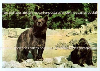 Cartes postales anciennes > CARTES POSTALES > carte postale ancienne > cartes-postales-ancienne.com Animaux