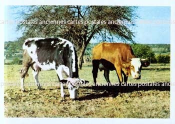Cartes postales anciennes > CARTES POSTALES > carte postale ancienne > cartes-postales-ancienne.com Animaux