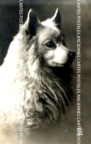 Cartes postales anciennes > CARTES POSTALES > carte postale ancienne > cartes-postales-ancienne.com Animaux