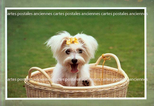 Cartes postales anciennes > CARTES POSTALES > carte postale ancienne > cartes-postales-ancienne.com Animaux Chiens