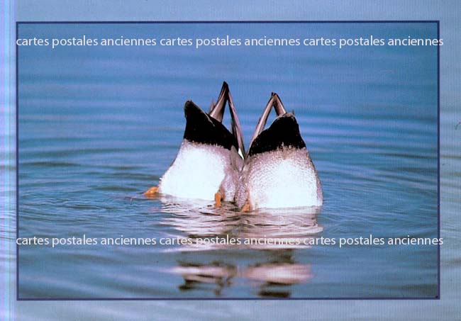 Cartes postales anciennes > CARTES POSTALES > carte postale ancienne > cartes-postales-ancienne.com Animaux
